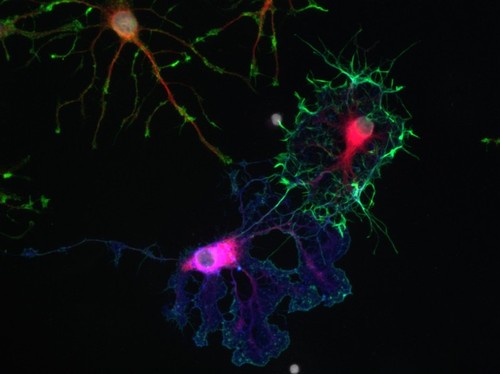 CIL:40361, Rattus norvegicus, oligodendrocyte