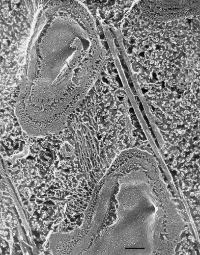 CIL:36616, Paramecium multimicronucleatum, cell by organism, eukaryotic cell, Eukaryotic Protist, Ciliated Protist