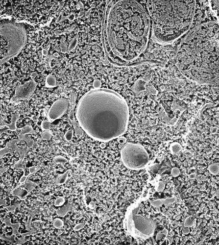 CIL:40562, Paramecium multimicronucleatum, cell by organism, eukaryotic cell, Eukaryotic Protist, Ciliated Protist