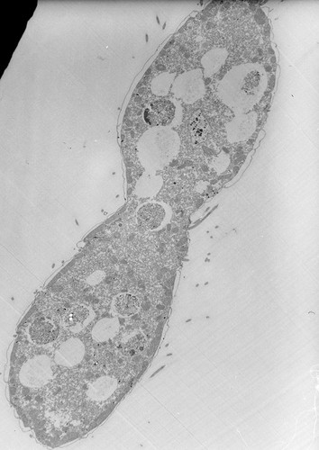 CIL:39801, Tetrahymena pyriformis, cell by organism, eukaryotic cell, Eukaryotic Protist, Ciliated Protist