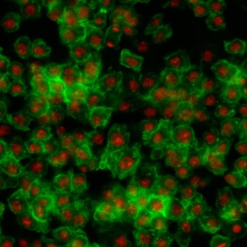 CIL:32133, Drosophila melanogaster, epithelial cell