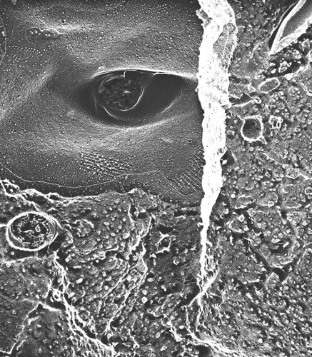 CIL:39315, Paramecium multimicronucleatum, cell by organism, eukaryotic cell, Eukaryotic Protist, Ciliated Protist