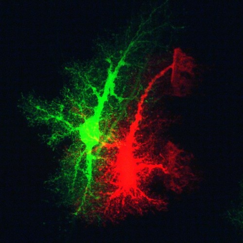 CIL:36304, Rattus, astrocyte