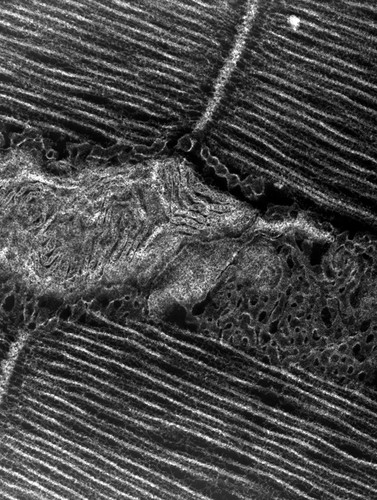 CIL:36123, damselfly, flight muscle cell