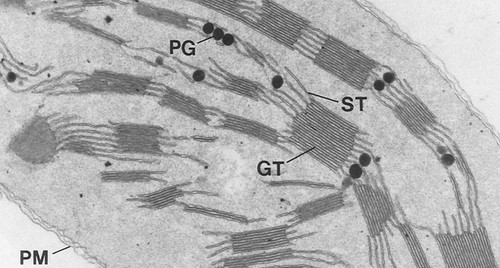 CIL:39077, Triticum sp., leaf