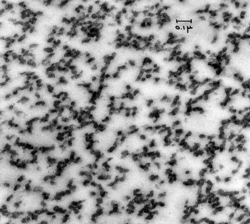 CIL:37148, Cavia porcellus, pancreatic cell