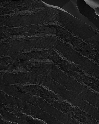 CIL:18483, damselfly, flight muscle cell