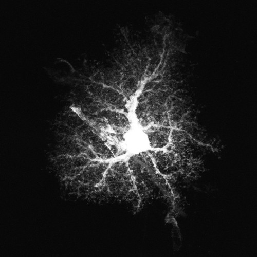 CIL:36317, Rattus, astrocyte