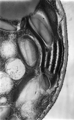 CIL:9522, Chlamydomonas reinhardtii, plant cell