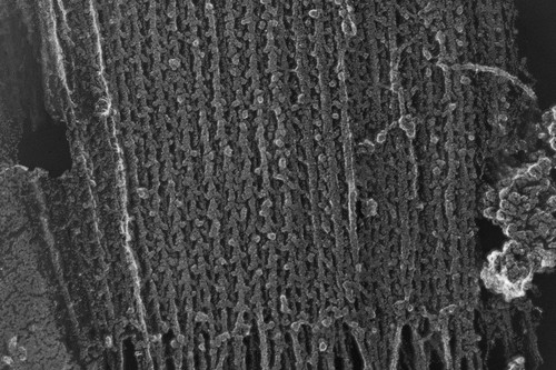 CIL:6556, Oryctolagus cuniculus, skeletal muscle cell