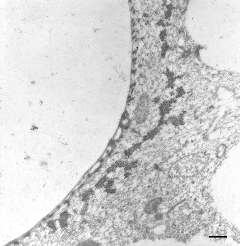 CIL:36713, Paramecium multimicronucleatum, cell by organism, eukaryotic cell, Eukaryotic Protist, Ciliated Protist