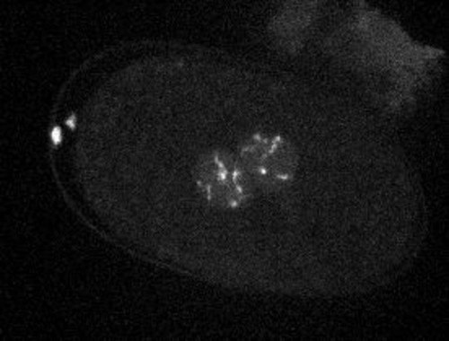 CIL:28782, Caenorhabditis elegans, embryo