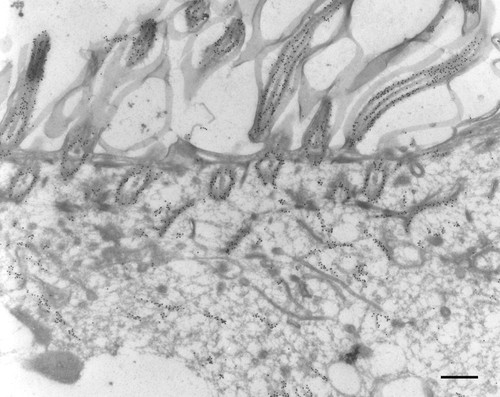 CIL:9847, Paramecium tetraurelia, cell by organism, eukaryotic cell, Eukaryotic Protist, Ciliated Protist