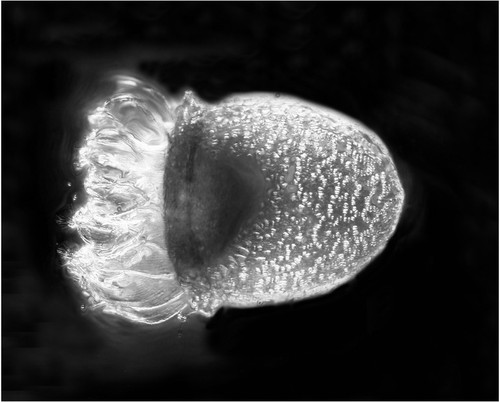 CIL:41562, Petalotricha ampulla