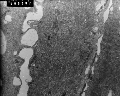 CIL:9301, Rana catesbeiana, barrier epithelial cell