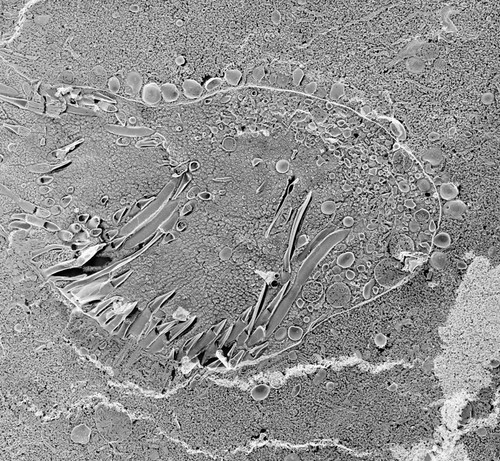 CIL:40553, Paramecium multimicronucleatum, cell by organism, eukaryotic cell, Eukaryotic Protist, Ciliated Protist