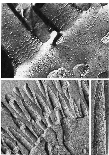 CIL:10909, Rattus, Homo sapiens, ciliated epithelial cell