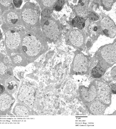 CIL: 50742, Drosophila melanogaster