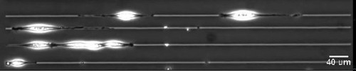 CIL:13159, Mus musculus, fibroblast