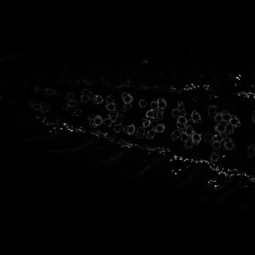 CIL:13474, Drosophila melanogaster, motor neuron