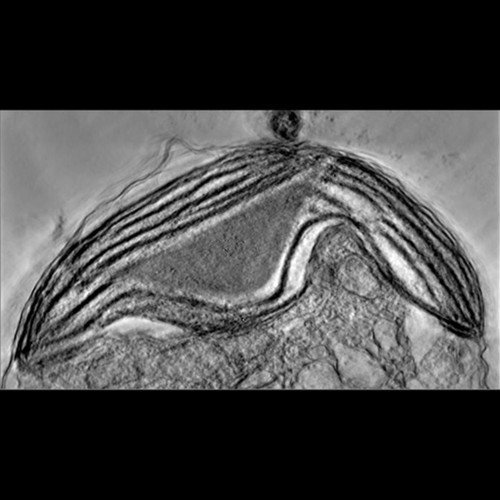 CIL:39975, Phaeocystis antarctica, algae