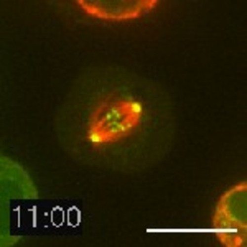 CIL:26271, Drosophila melanogaster