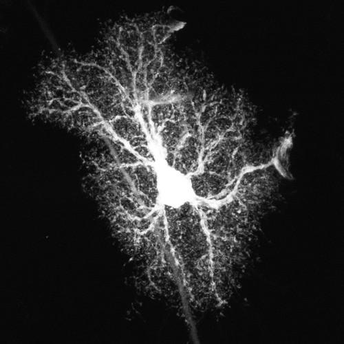 CIL:36311, Rattus, astrocyte