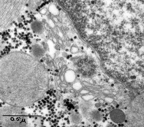 CIL:37204, Cavia porcellus, cardiac muscle cell