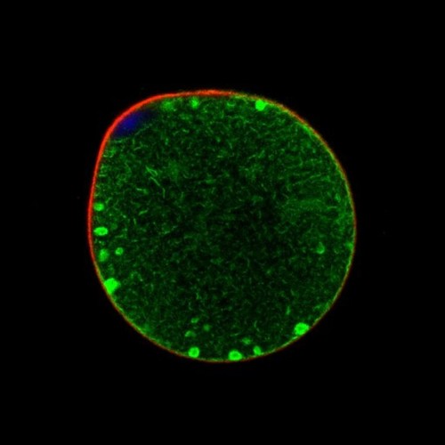 CIL: 54623, Mus musculus, oocyte