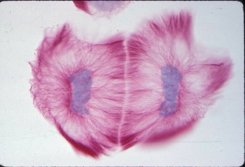 CIL:200, Haemanthus katharinae, endosperm