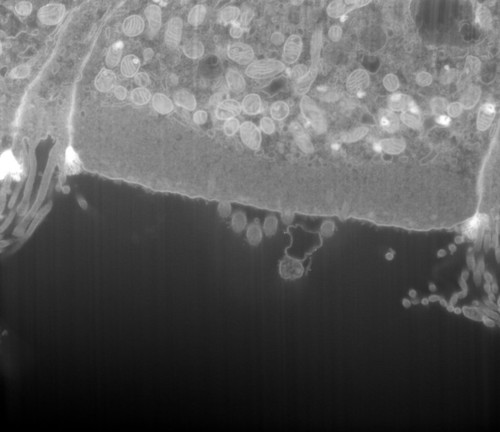 CIL: 50705, FIB-SEM Dataset of anti-PKHD1L1 Immuno-Gold Labeled Outer Hair Cell Stereocilia Bundles: 4.2_Cell_4_Raw_Image_Stack_Part2