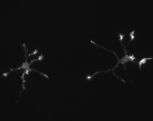 CIL:8785, Rattus, multipolar neuron