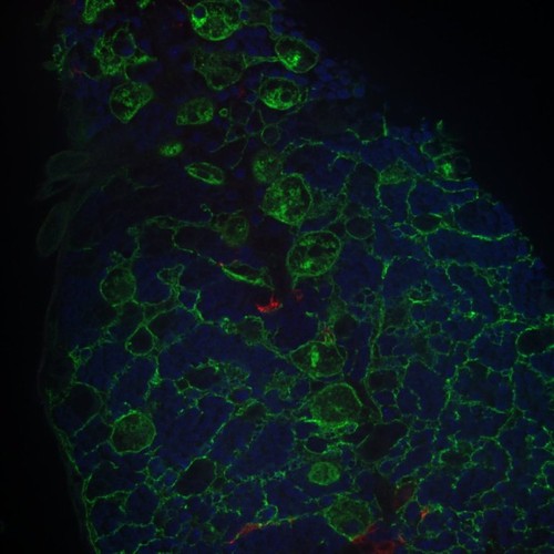 CIL: 54667, Drosophila melanogaster, astrocytes (red)