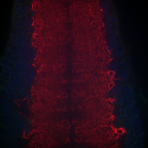 CIL: 54656, Drosophila melanogaster, astrocytes (red)