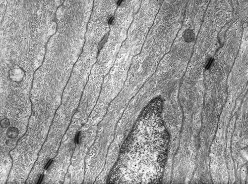 CIL:10052, Rana catesbeiana, barrier epithelial cell