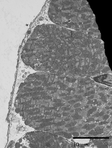 CIL:39757, Mus musculus, cardiac muscle cell