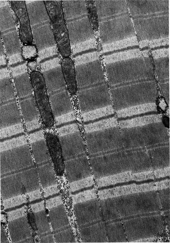 CIL:36059, Felis catus, cardiac muscle cell