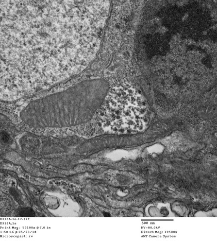 CIL: 50787, Drosophila melanogaster