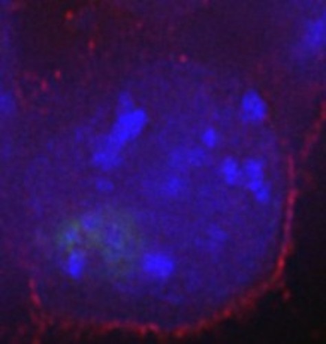 CIL:30551, Mus musculus, embryonic stem cell