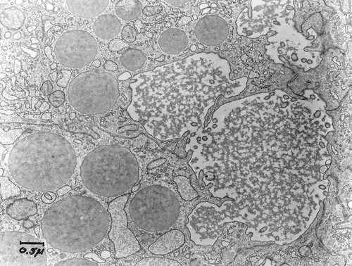 CIL:37146, Cavia porcellus, pancreatic cell