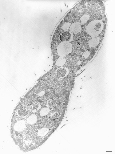 CIL:36240, Tetrahymena pyriformis, cell by organism, eukaryotic cell, Eukaryotic Protist, Ciliated Protist