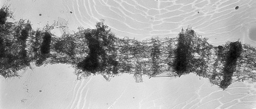 CIL:25315, Drosophila melanogaster, fat body cell