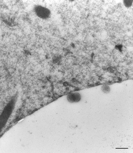 CIL:36751, Paramecium multimicronucleatum, cell by organism, eukaryotic cell, Eukaryotic Protist, Ciliated Protist