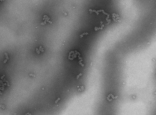 CIL:703, Necturus maculosus, nucleate erythrocyte