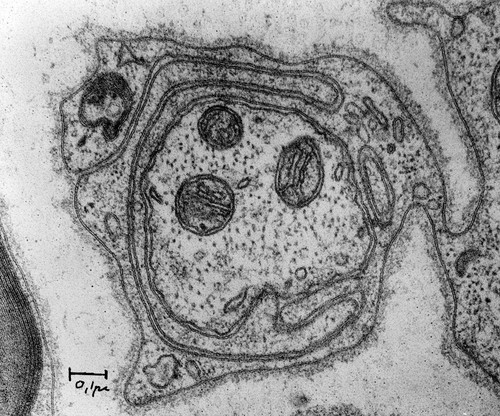 CIL:37220, Rattus, non-myelinating Schwann cell