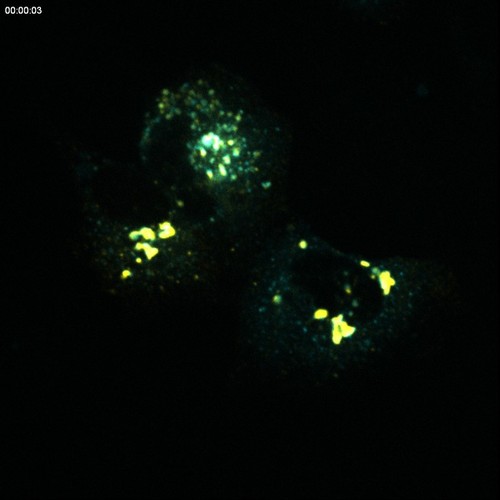 CIL:9970, Rattus, permanent cell line cell