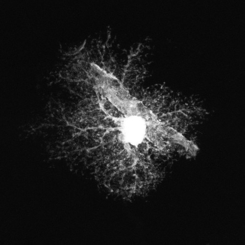 CIL:36319, Rattus, astrocyte