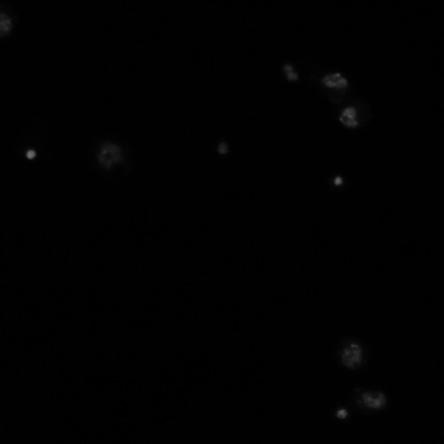 CIL:21756, Drosophila melanogaster, epithelial