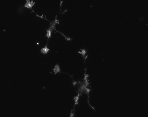 CIL:8786, Rattus, multipolar neuron