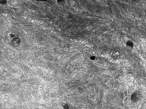 CIL:10440, Rana catesbeiana, barrier epithelial cell